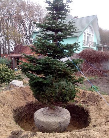 Când și cum să planteze un copac mare pom de Crăciun la cabana lor de vară