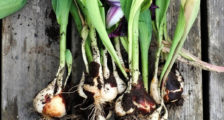 Când transplantat iris cum să aibă grijă de irisi după înflorire, casă frumoasă și grădină