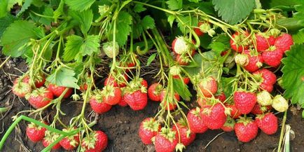 Atunci când transplantat căpșuni modul de a selecta timpul și să se pregătească în mod corespunzător sol pentru transplantare plante