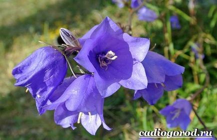 Bluebells flori