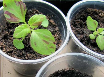ghivece cu plante crescute din semințe