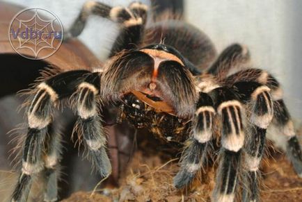 Hrănirea păianjeni tarantula, păianjen ce să se hrănească, cât de des pentru a hrăni alimentare păianjen păianjen care mănâncă
