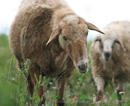 Hranire, de reproducere și de creștere a oilor și mieilor în scândurile de acasă cu fotografii și filme
