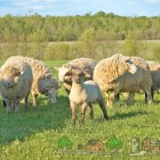 Hranire, de reproducere și de creștere a oilor și mieilor în scândurile de acasă cu fotografii și filme