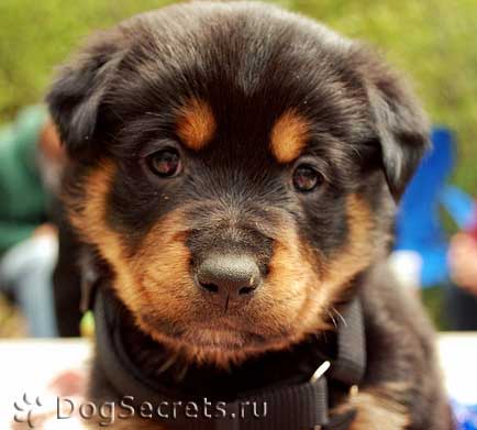 Hrănirea pui si adulti câini Rottweiler dieta