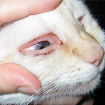 infecție Koronovirusnaya la tratament pisici, diagnostic, fie pentru oameni periculoase pentru a trata analiza