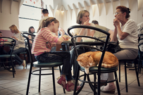 Kotokafe Bucuresti - cafenea cu pisici din St. Petersburg