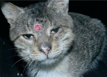 boli de piele de pisici și simptomele lor, de tratament, și fotografii