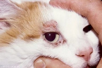 boli de piele de pisici și simptomele lor, de tratament, și fotografii