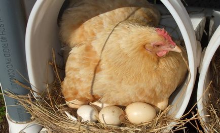 găină de pui (Kvočka) ca stând pe ouă, păstrarea, îngrijirea