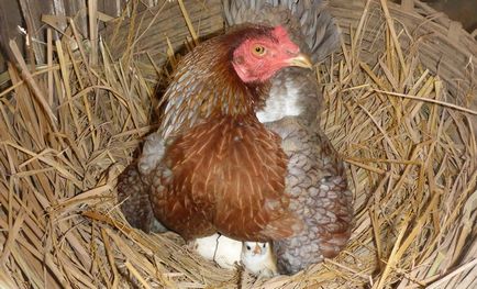 găină de pui (Kvočka) ca stând pe ouă, păstrarea, îngrijirea