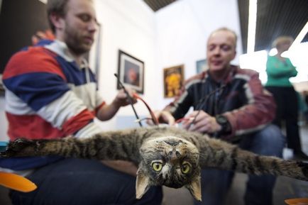 Flying pisica cu un motor - oroarea de la Amsterdam - știri în imagini