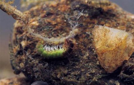 descriere Caddis Larva, habitat și reproducere