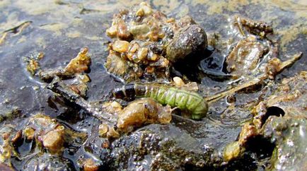 descriere Caddis Larva, habitat și reproducere
