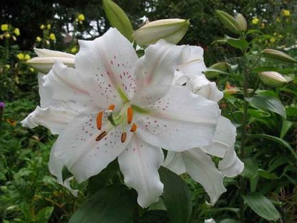 Lily concurent demn pentru regina a crescut, o combinație de alte flori cu strat de flori