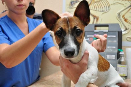 Pecingine simptomelor câini, cum să trateze, foto și video