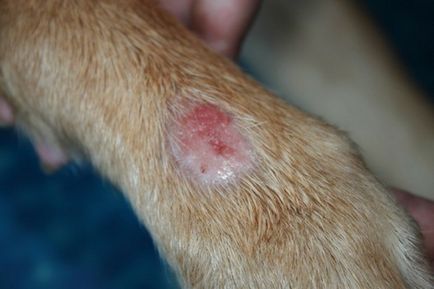 Pecingine simptomelor câini, cum să trateze, foto și video