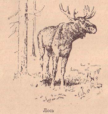 Elk, vânătoare portal românesc