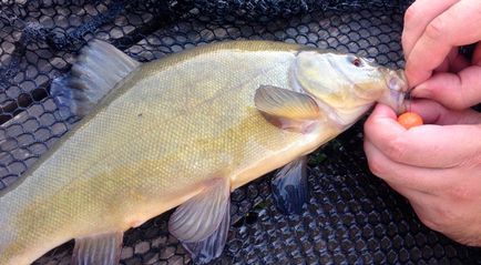 pescuitul linul este mai la tija float - Tackle, echipamente de momeală și pescuit