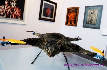 Pisica favorit - un elicopter, trăiesc interesant