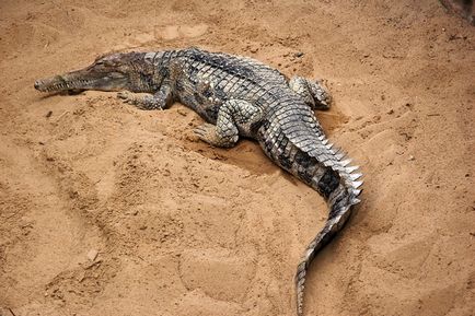 specii puțin cunoscute de crocodili