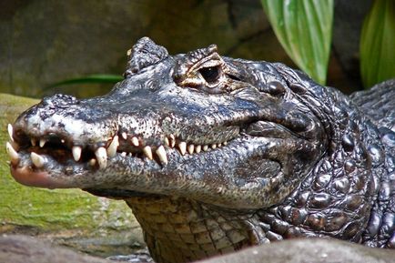 specii puțin cunoscute de crocodili