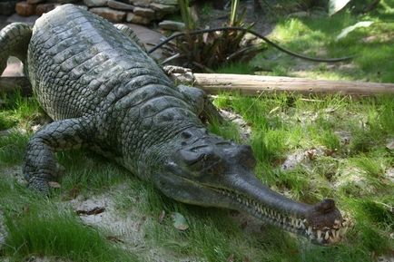 specii puțin cunoscute de crocodili