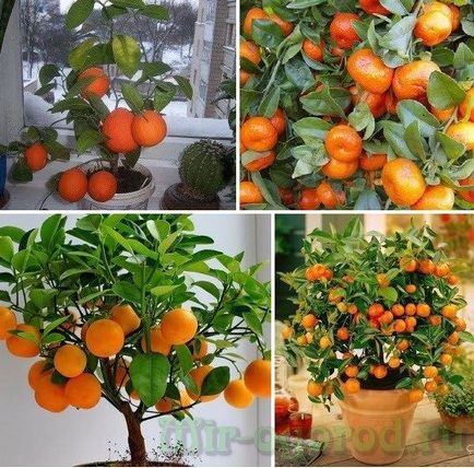 cultivarea Tangerine în casa osului