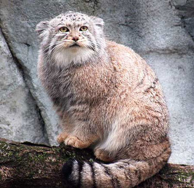 Pallas - pisica Pallas' este listat în Cartea Roșie a Rusiei
