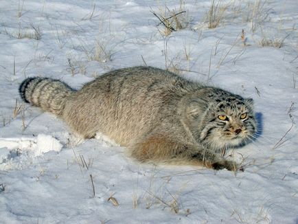 Pallas - pisica Pallas' este listat în Cartea Roșie a Rusiei