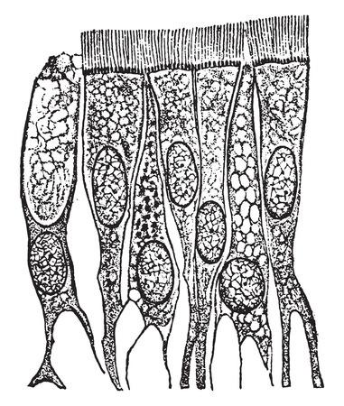 epiteliu ciliat