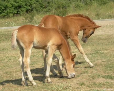 Metode și direcții de cai de reproducție
