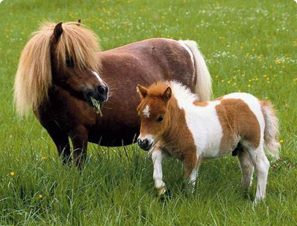 Mini Falabella cal, ponei sau mini, vânzarea de animale exotice