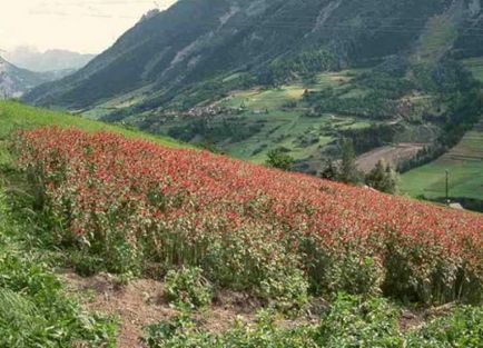 Monarda proprietăți utile și terapeutice, daune, ulei, plantare și îngrijire