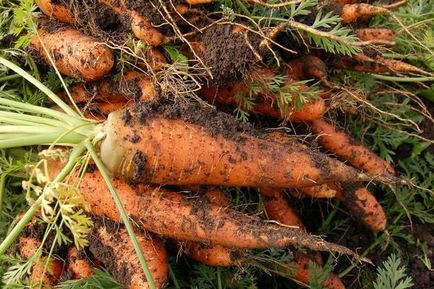 Cultivarea morcov, de plantare și îngrijire