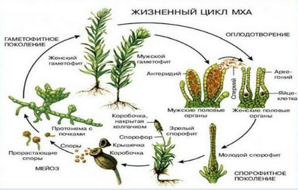 Moss Kukushkin in