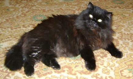 Mea (calitate fire de par alb rasfatul) cat pisica mea