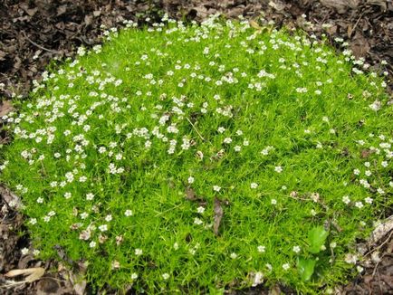 Sagina subulata fotografie, în creștere din semințe, plantare și îngrijire, semințele irlandez gazon mușchi,