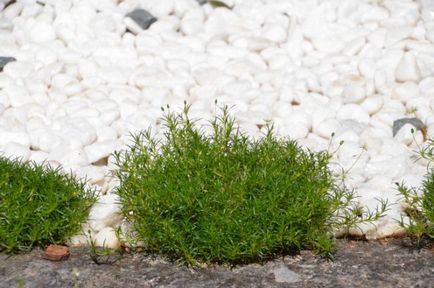 Sagina subulata fotografie, în creștere din semințe, plantare și îngrijire, semințele irlandez gazon mușchi,