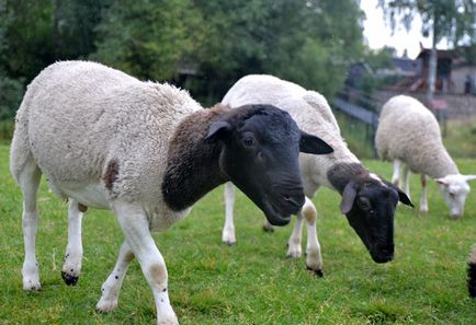 Carne rasele ovine revizuirea și caracterizarea raselor populare cu fotografii