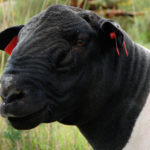 Carne rasele ovine revizuirea și caracterizarea raselor populare cu fotografii