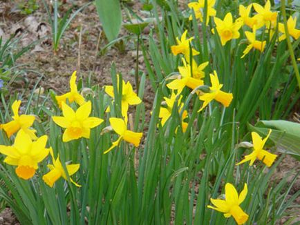 plantare Narcise și îngrijire