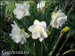 plantare Narcise și transplantare