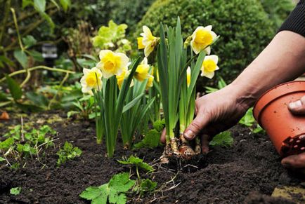 Narcissus - plantarea și îngrijirea de flori în grădină