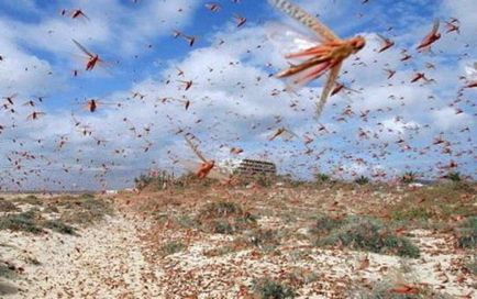 Insecta se hrănește cu lăcuste decât în ​​cazul în care viața
