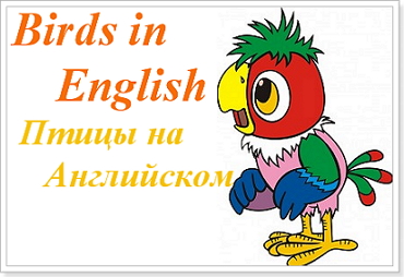 Numele de păsări în limba engleză cu tabelul de traducere