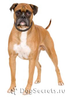 Descriere Boxer câine rasa, caracter, fotografie, pret cățeluși