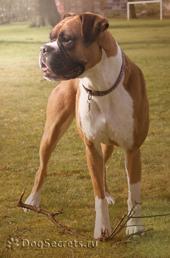 Descriere Boxer câine rasa, caracter, fotografie, pret cățeluși