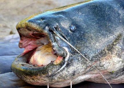 Catfish - o descriere, ceea ce mănâncă, reproducere, fotografie