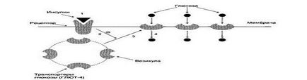 Metabolismul glucidelor - studopediya